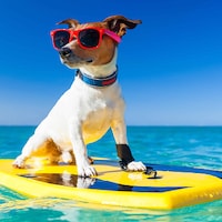 Urlaub mit Hund - 47.785 Ferienwohnungen & Ferienhäuser