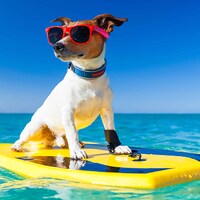 Urlaub mit Hund - 49.917 Ferienwohnungen & Ferienhäuser
