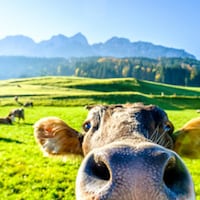 Urlaub auf dem Bauernhof - 1.501 Ferienwohnungen & Ferienhäuser