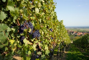 Pfalz
