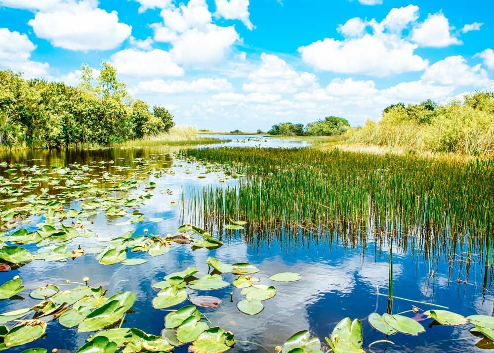 Everglades in Florida