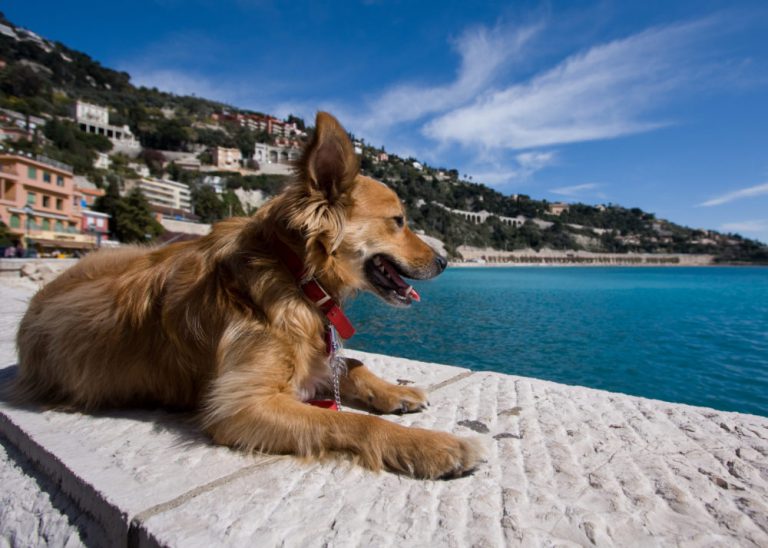Mit Hund nach Frankreich reisen TraumFerienwohnungen