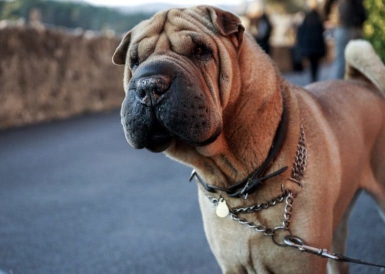 Mit Hund nach Frankreich reisen TraumFerienwohnungen