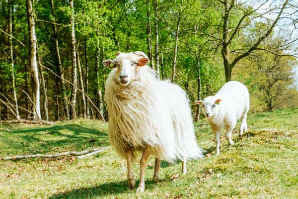 Schafe – Kurzurlaub in Holland