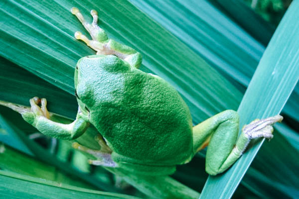 Grüner Frosch - Froschschenkel