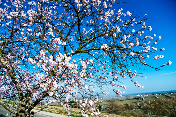 Mandelblüte in Gimmeldingen in der Pfalz