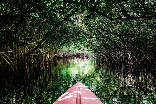 Kajakfahrt durch die Everglades mit dichtem Wald rechts und links des Kanals