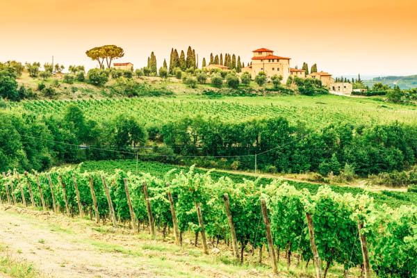 Weinreben und Villa im Hintergrund in der Toskana