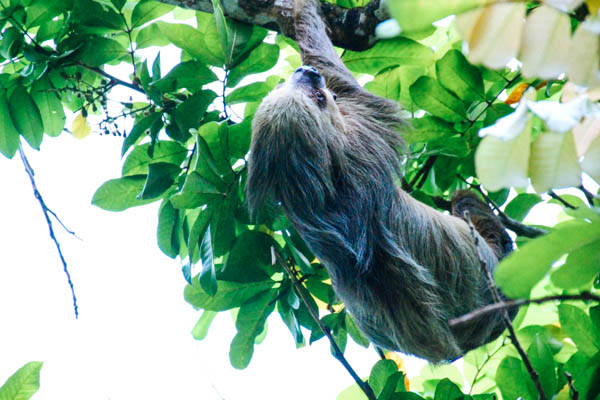Faultier im Baum auf Costa Rica