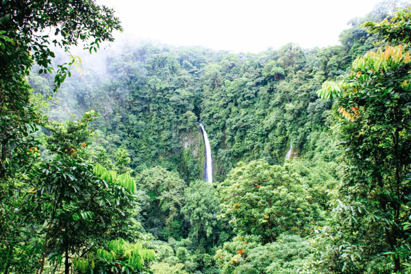 Regenwald auf Costa Rica