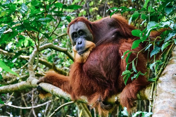Orang-Utan auf Sumatra