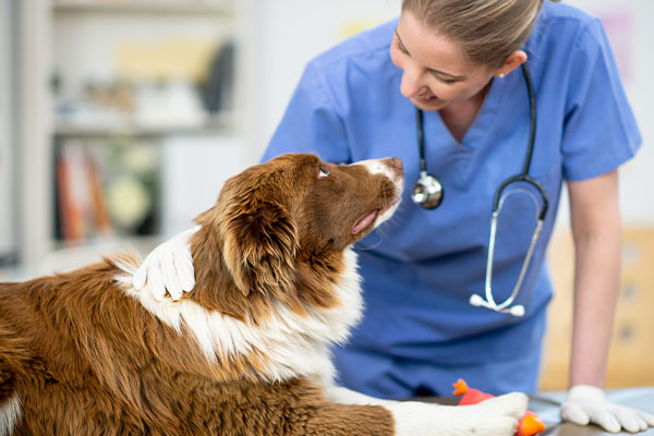 Tieräztin mit Stethoskop untersucht Hund