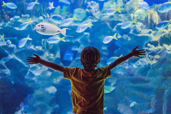Das Aquarium zählt zu den Top-Sdehendswürdigkeiten in Pulka