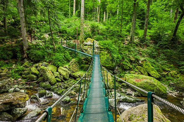 Händebrücke im Bayrischen Wald