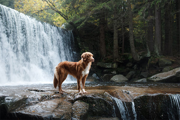 Hund, der im Wald in einem Fluss steht. Im Hintergrund ein Wasserfall