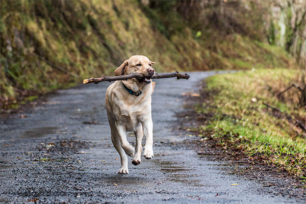 Labrador, der mit Stock im Maul im Wald läuft