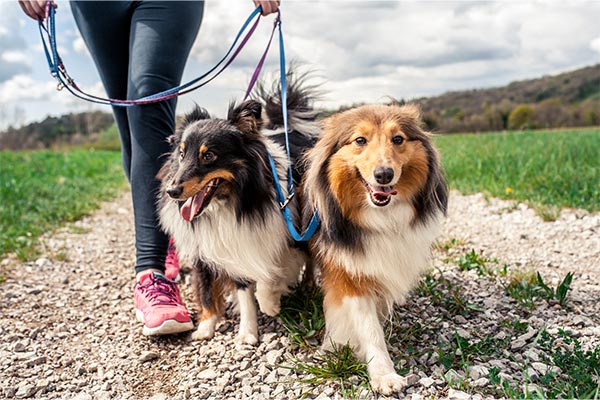 Zwei Hunde an der Leine beim Wandern oder Spaziergang