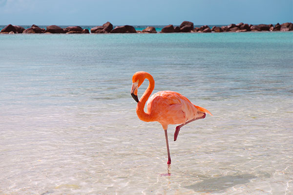 Flamingo im glasklaren Wasser am Strand