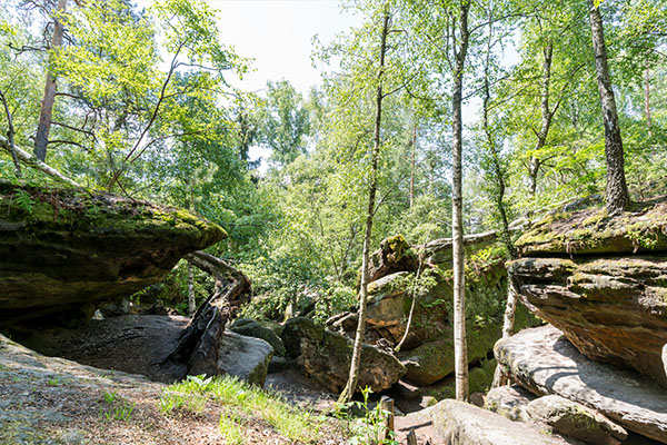 Felsen zwischen grünen Bäumen - Sächsische Schweiz mit Kindern entdecken