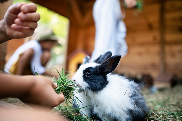 Kaninchen frisst Gras im Streichezloo