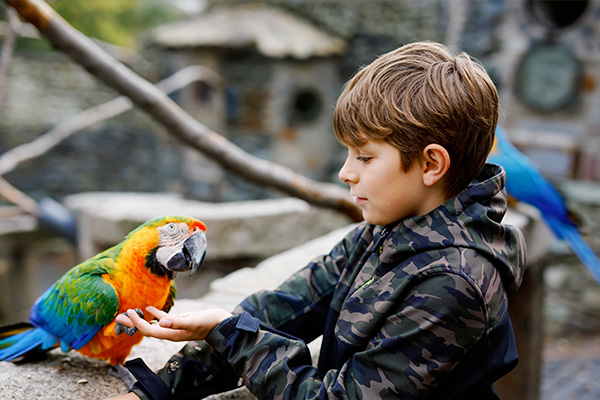 Junge hält Papagei im Vogelpark auf Sardinien