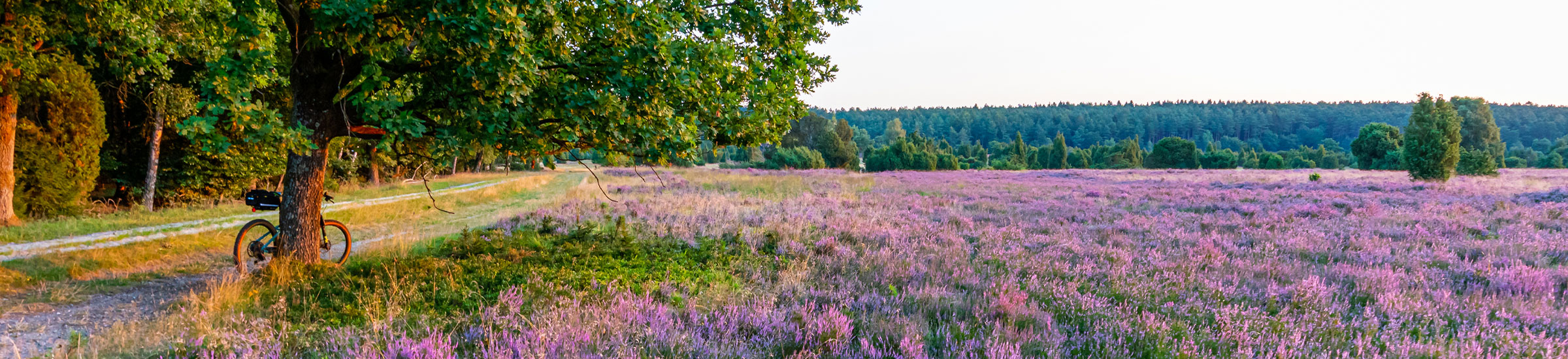 Blütezeit in der Lüneburger Heide