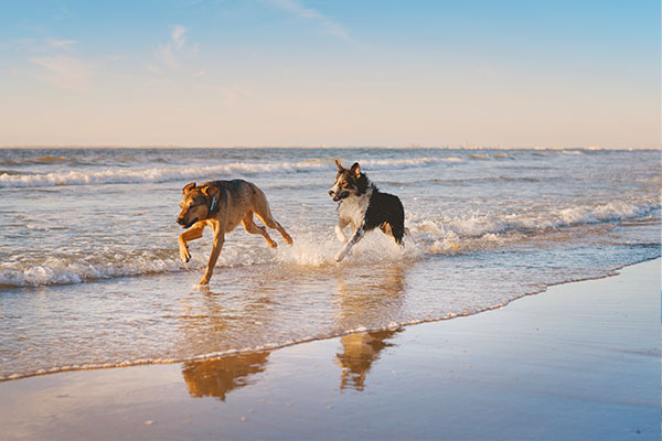 Hunde am Strand von Zuid-Beveland