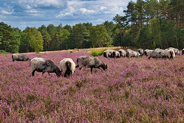 Heidschnucken in der blühenden Heide in der Lüneburger Heide
