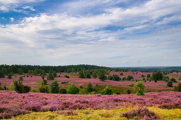 Weitblick über die lila blühende Heidelandschaft in der Lüneburger Heide