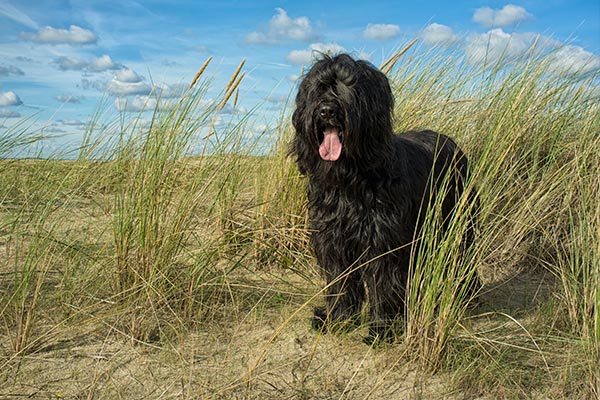 Hund in den Dünen mit Gräsern am Strand in Holland
