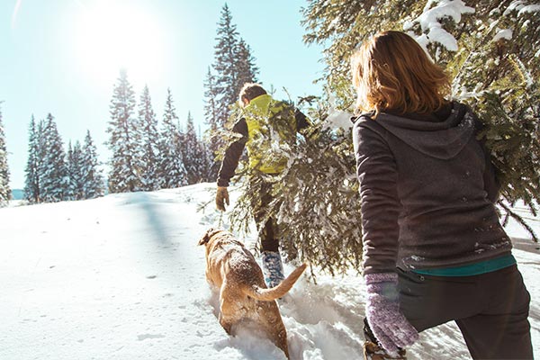 Winterspaziergang an Silvester mit Hund durch den Schnee und Tannen