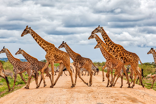 Giraffen und Zebras überqueren die Strasse