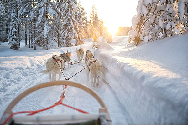 Hundeschlitten mit Huskies im verschneiten Wald