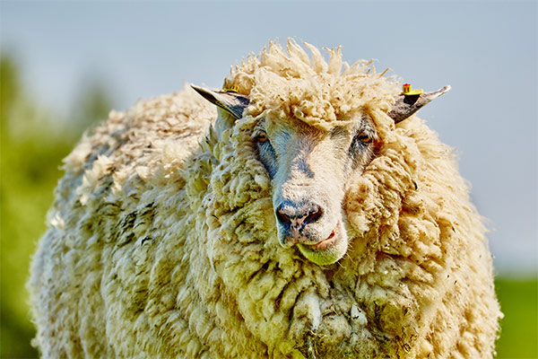 Schaf an der Nordseeküste