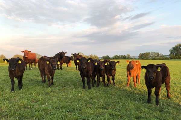 Angus-Rinder auf dem Müritzhof