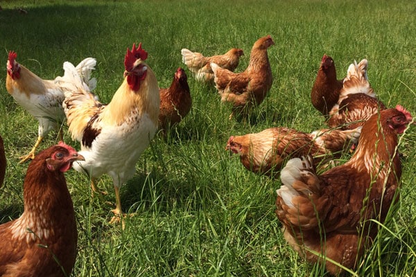 Hühner auf dem Müritz-Hof Knust