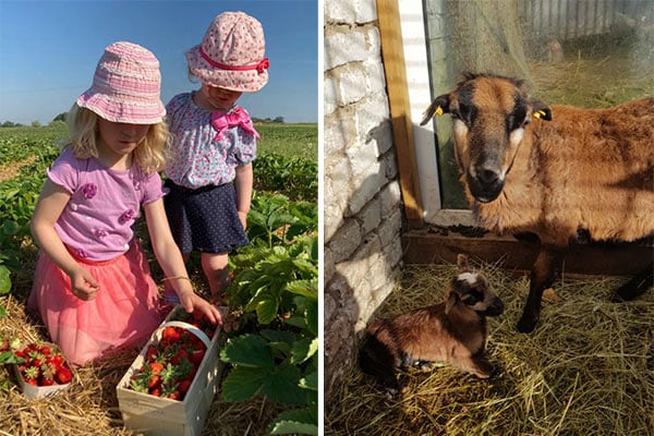 Kinderaktivitäten auf dem Müritz-Hof Knust