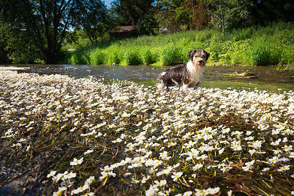 Hund spielt am Fluss im Edertal