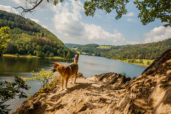 Hund vor einem See im Eifel Nationalpark