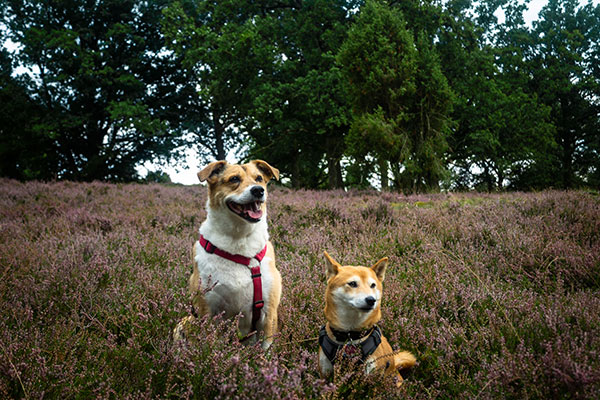 Zwei Hunde auf der Lüneburger Heide