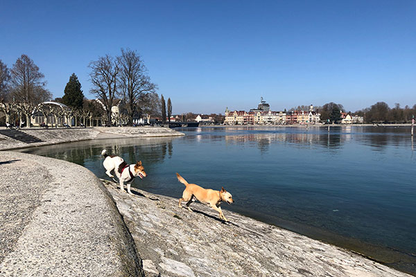 Zwei Hunde spielen am Bodensee