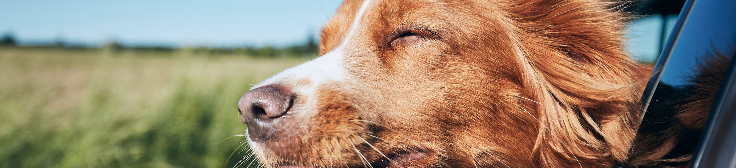 Hund schaut aus fahrendem Auto