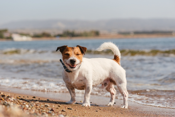 Hund steht voller Freude am Strand