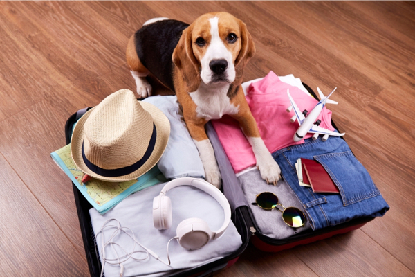 Hund liegt auf dem gepackten Urlaubskoffer
