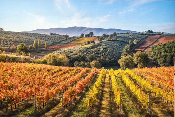 Italienische Weinberge im Herbst