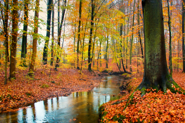 Wald im Herbst auf Jütland