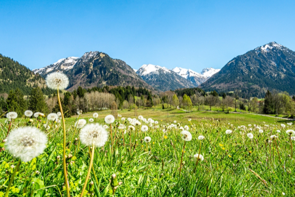 Grüne Wiesen und die Alpen in Oberstdorf im Allgäu