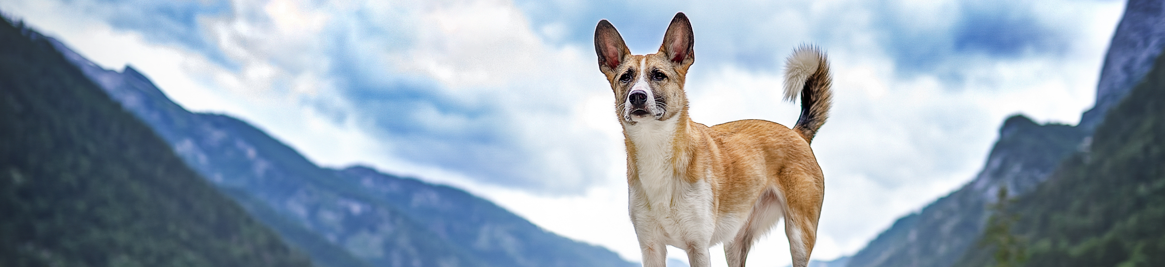 Hund steht an einem Bergsee