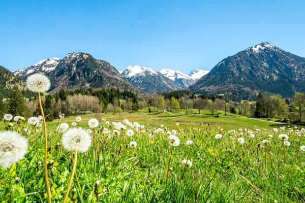 Blumenwiese mit Bergpanorama in Oberstdorf