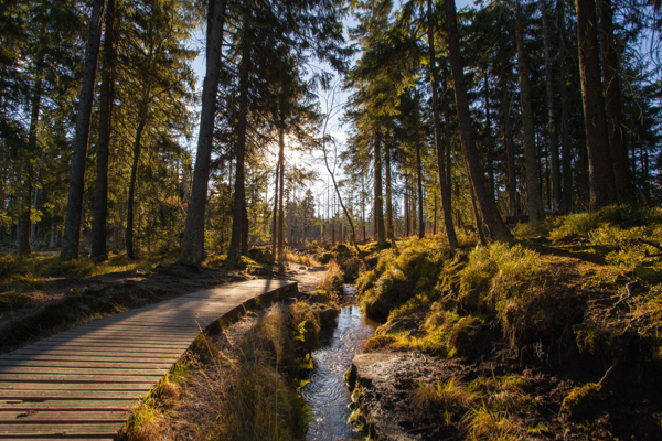 Wanderweg im Wald im Harz